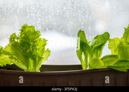 Fresh green lettuce growing in a brown plastic planter placed on a windowsill behind a glass pane covered with water droplets during a gloomy day with Stock Photo