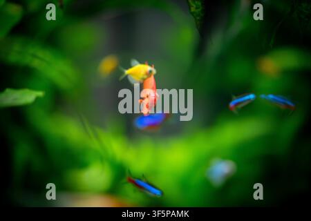 Vibrant ornamental fish swimming in a lush aquatic tank environment with soft green blurred foliage in the background showcasing diverse colorful spec Stock Photo