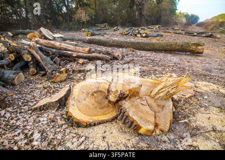 Cut trees scattered in a forest clearing showcasing raw timber and wooden logs left after deforestation activities with sawdust on the ground near var Stock Photo