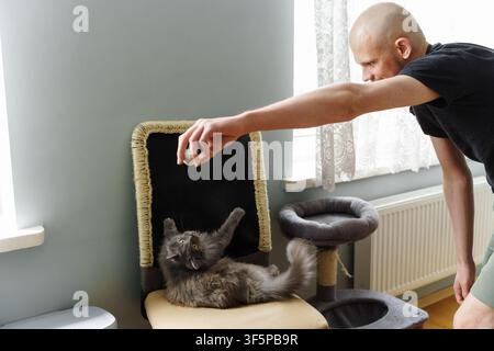 Man interacting and playing with a fluffy grey cat on a scratching post chair inside a home setting, capturing a moment of pet companionship Stock Photo