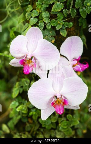 Beautiful light pink moth orchids blooming in a lush tropical garden with vibrant green climbing vines attached to a textured tree trunk creating a se Stock Photo