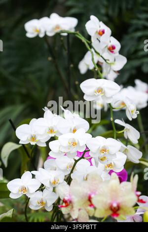 Beautiful white moth orchids blooming in a lush tropical garden setting with vibrant green foliage background and soft natural lighting highlighting t Stock Photo