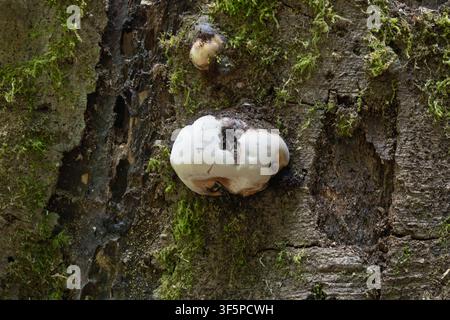 White bracket fungus growing on a decaying tree trunk covered in moss in West Woods, Wiltshire, England. Stock Photo