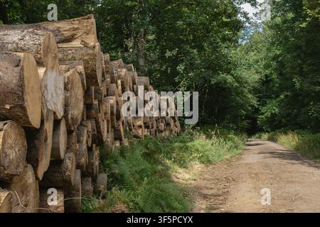 Stacked timber logs alongside a forest track in West Woods, Wiltshire, England, showing woodland management and sustainable forestry in a British deci Stock Photo