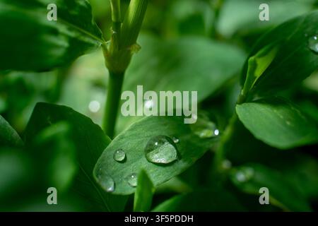 Fresh rain droplets on bright green leaves Stock Photo