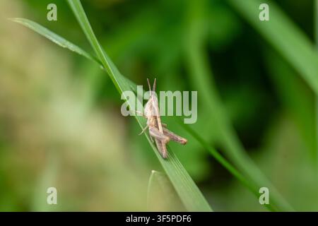 Small grasshopper sitting on a green grass blade Stock Photo