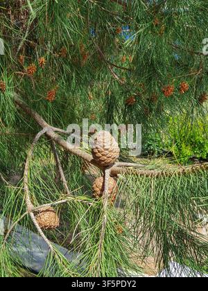 Close-up view of brown pine cones clustered on green pine tree branches with long needles, captured in bright sunlight. Natural texture and botanical Stock Photo