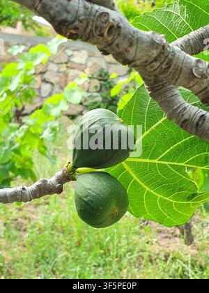Close-up of two green figs growing on a fig tree branch surrounded by vibrant textured leaves and soft-focus garden background, conveying natural grow Stock Photo