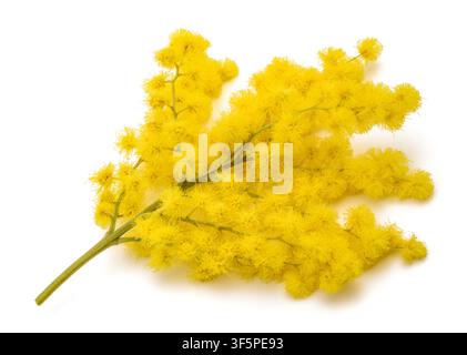 Yellow mimosa flowers isolated on  white background. Delicate spring blossom with fluffy spherical flowers, symbol of renewal, nature, elegance, and I Stock Photo