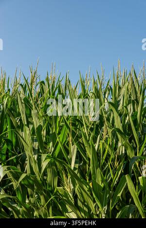 Lush green corn plants growing in an agricultural field beneath a clear blue summer sky, with tall stalks, broad leaves, and developing tassels. Stock Photo