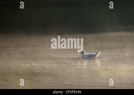 A black-heade gull swims on a pound ,around there is a light veil of fog. Stock Photo