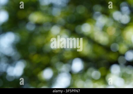 An abstract green background with a bokeh effect, featuring soft, diffused sunlight filtering through the leaves of summer trees. Stock Photo