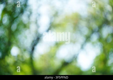 A bright green background with a bokeh effect, blurred summer tree leaves, and the sky. Stock Photo