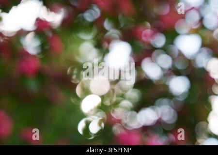 An abstract floral background with a bokeh effect, featuring blurred pink flowers and green leaves bathed in sunlight. Stock Photo