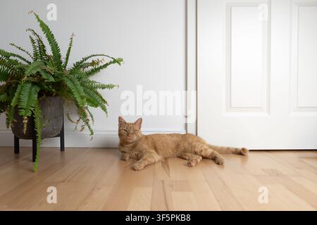 ginger cat resting on the floor lying on side in front of a door in minimalist home interior with copy space Stock Photo