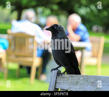 The western jackdaw, Eurasian jackdaw, European jackdaw, or simply the jackdaw, (Corvus monedula), is a passerine bird in the crow family, England, UK Stock Photo