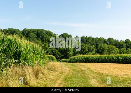Tall rows of green corn growing beside a recently harvested agricultural field, illustrating contrasting stages of crop production in a rural PA Stock Photo