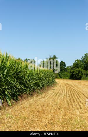 Tall rows of green corn growing beside a recently harvested agricultural field, illustrating contrasting stages of crop production in a rural PA Stock Photo