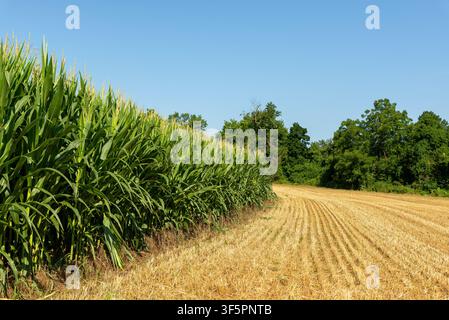 Tall rows of green corn growing beside a recently harvested agricultural field, illustrating contrasting stages of crop production in a rural PA Stock Photo