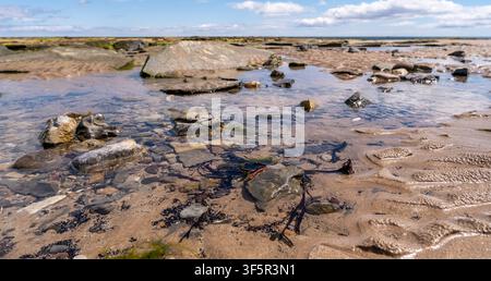 Close-up of exposed rock pools at low tide, foreground in sharp focus revealing wet textures and algae, background softly blurred for depth and detail Stock Photo