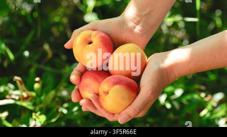 A woman holding a handful of ripe, fresh nectarines in their cupped hands against a blurred green background. Close up. Stock Photo