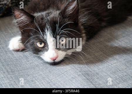 Curious black and white kitten resting on a sofa and looking directly at the camera. Stock Photo