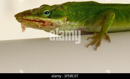 Close-up of Green Anole lizard with patches of shedding skin on its face Stock Photo