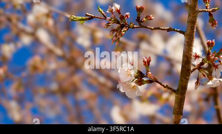 Delicate white blossoms bloom on apple tree branches in early spring Stock Photo