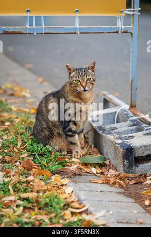 Tabby Cat Sitting Among Fallen Autumn Leaves Outdoors. Striped tabby cat with green eyes sitting on grass, dry fall leaves near old outdoor structure Stock Photo