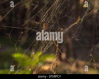 Golden orb weaver spider sitting in its intricate web in forest sunlight Stock Photo