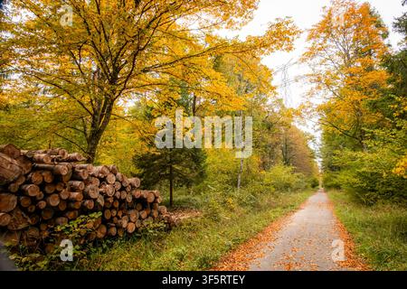 View of a forest path covered in fallen autumn leaves with a large stack of cut logs on the side and vibrant yellow trees in Versoix, Geneva, Switzerl Stock Photo