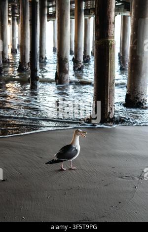 Seagull (Laridae family) walking on wet sand beneath a wooden pier with its beak open, calling near the shoreline Stock Photo