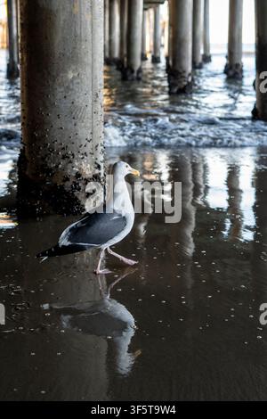 Seagull walking on reflective wet beach sand under a pier with textured concrete pillars covered in barnacles. Calm waves, natural reflections Stock Photo