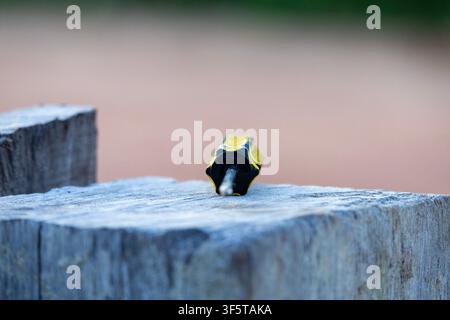 Black and yellow-handled Philips screwdriver sitting on top of a wooden fence stake with a cream smooth background Stock Photo