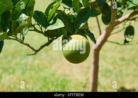 Green Grapefruit Growing on Citrus Tree Branch in Orchard, Fresh Organic Fruit Harvest. Stock Photo