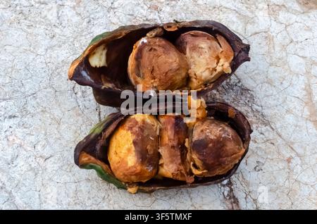 An Open Kola Pod with Nuts Stock Photo