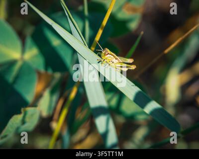 Close up of a small green grasshopper resting on a blade of grass in a garden surrounded by natural foliage Stock Photo