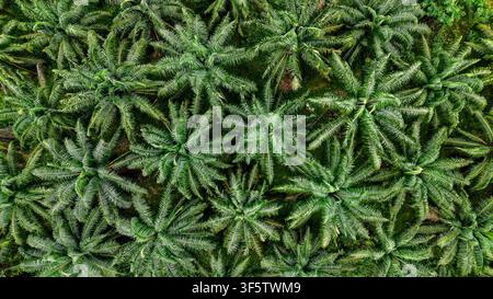 An aerial view showcases dense palm oil trees thriving in the vibrant greenery of Bangkok, Thailand. This tropical scene captures the natural beauty and agricultural richness of the region. Stock Photo