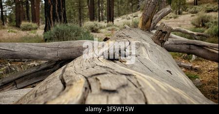 Western Fence Lizard Sunbathing on Weathered Fallen Log in Mountain Forest Stock Photo