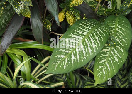 Close view of green plants in a garden Stock Photo