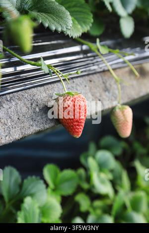 A high-resolution close-up photograph capturing a strawberry plant in a greenhouse setting. The image features lush green strawberry leaves and a sing Stock Photo