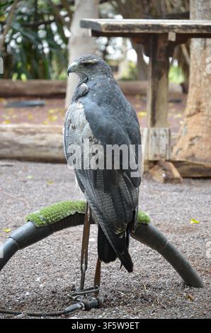 Black Eagle, Ictinaetus malaiensis Stock Photo