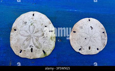 Two sand dollar urchins, Isabela Island, Galapagos Islands, Ecuador Stock Photo