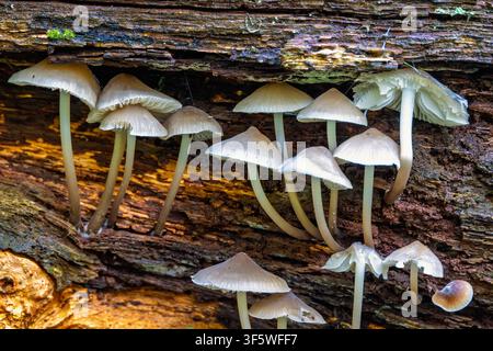 Mushrooms growing on rotting tree log Stock Photo