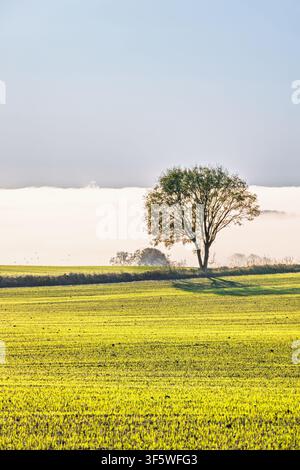 Green field with a single tree in the countryside Stock Photo