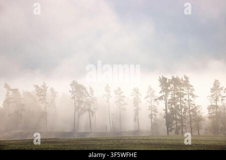 Atmospheric forest scene with tall slender trees rising through dense morning mist Stock Photo