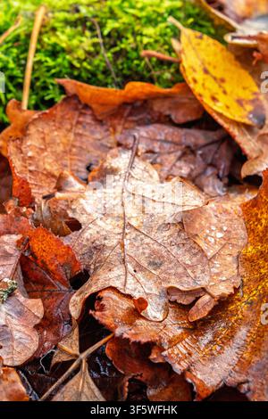Autumn leaves rotting on the ground Stock Photo