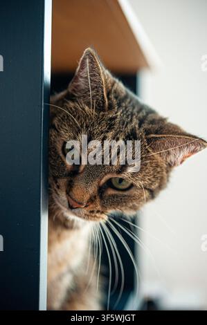 Curious tabby cat with green eyes peeking from behind dark furniture in a bright modern home Stock Photo