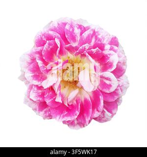 one beautiful variegated rose isolated on white Stock Photo