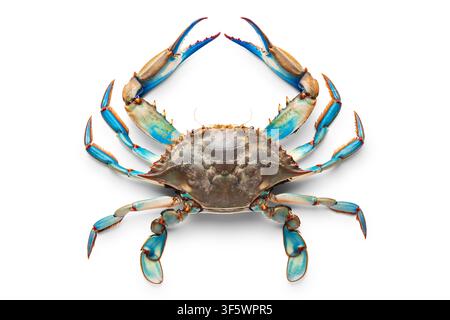 Fresh blue crab isolated on white background, top view Stock Photo